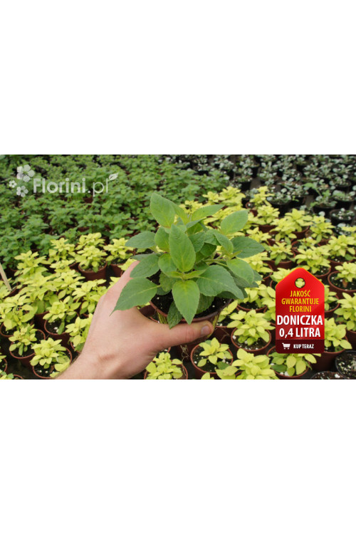 Szałwia 'Honey Melon' Salvia elegans