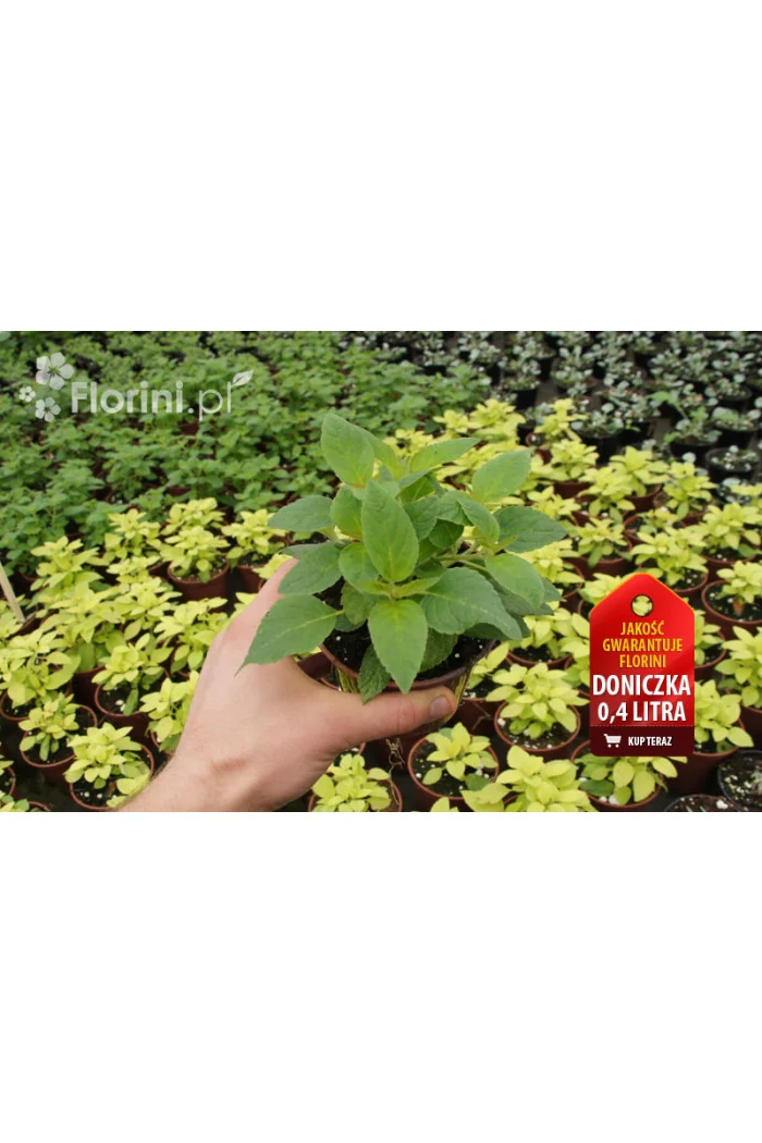 Szałwia 'Honey Melon' Salvia elegans