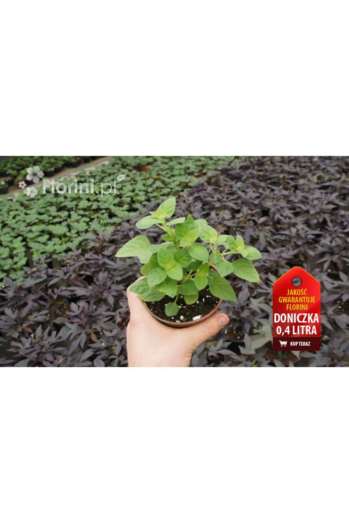 Szałwia 'Scarlet Pineapple' Salvia elegans