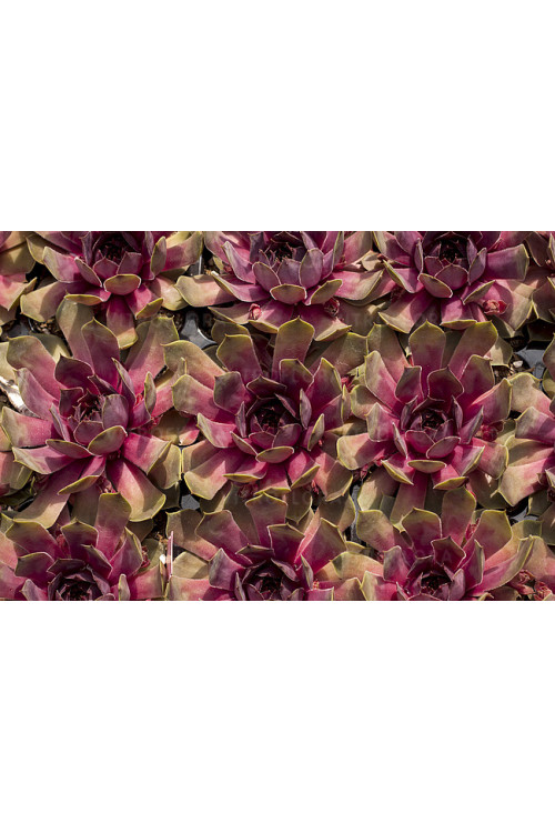 Rojnik BigSam™ 'Pink Pomelo' | Sempervivum