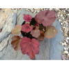 Żurawka 'Autumn Leaves' Heuchera