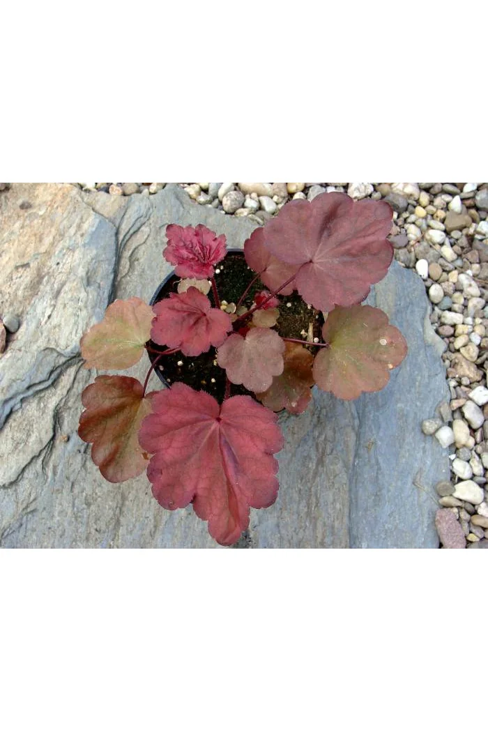 Żurawka 'Autumn Leaves' Heuchera