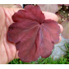 Żurawka 'Autumn Leaves' Heuchera