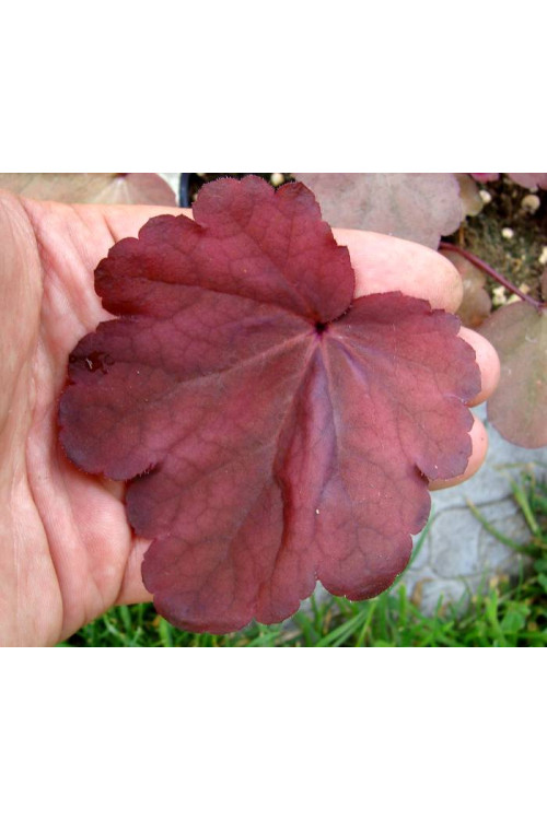 Żurawka 'Autumn Leaves' Heuchera