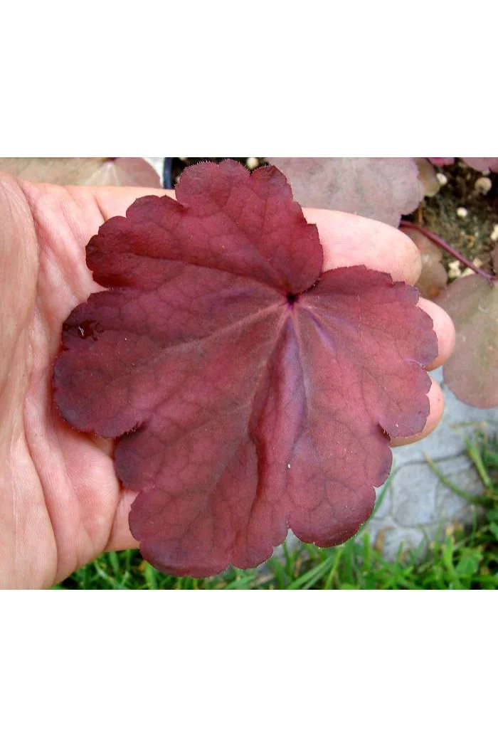 Żurawka 'Autumn Leaves' Heuchera
