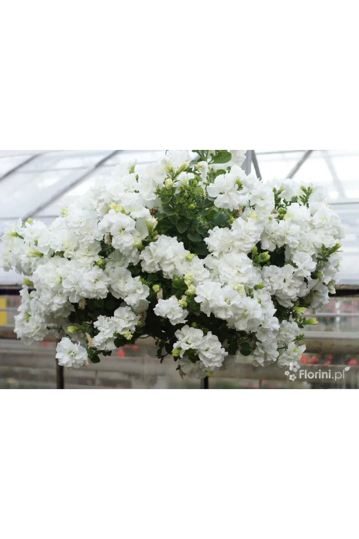 Petunia 'Tumbelina Diana' | Petunia x hybrida