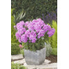 Floks wiechowaty 'Fondant Fancy' Phlox panniculata