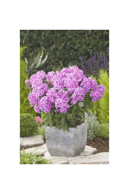 Floks wiechowaty 'Fondant Fancy' Phlox panniculata