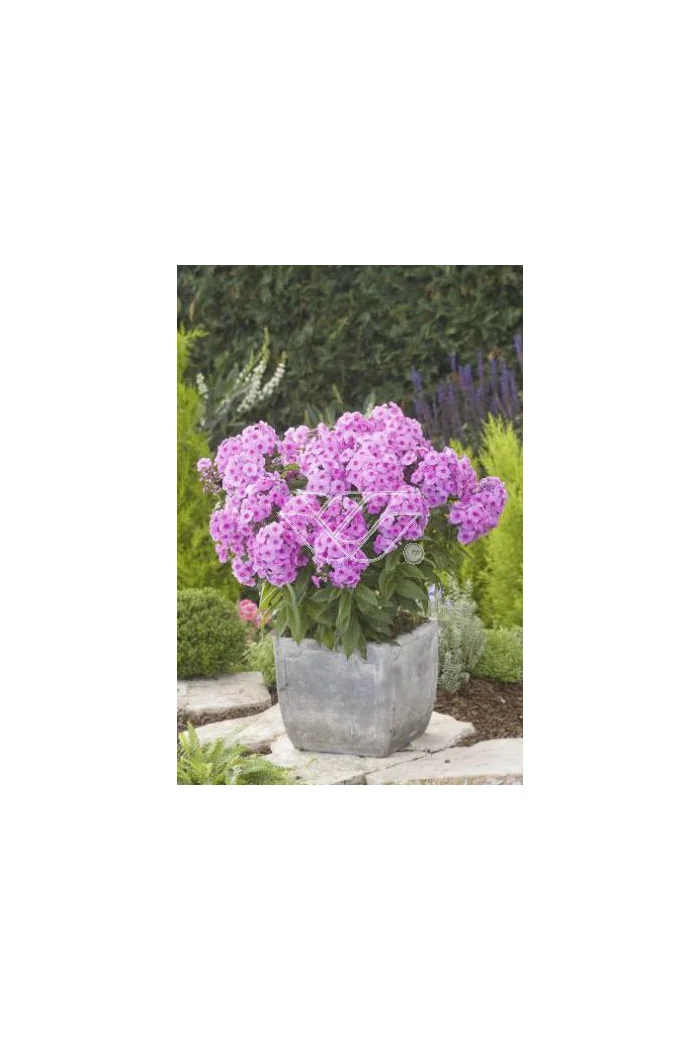 Floks wiechowaty 'Fondant Fancy' Phlox panniculata