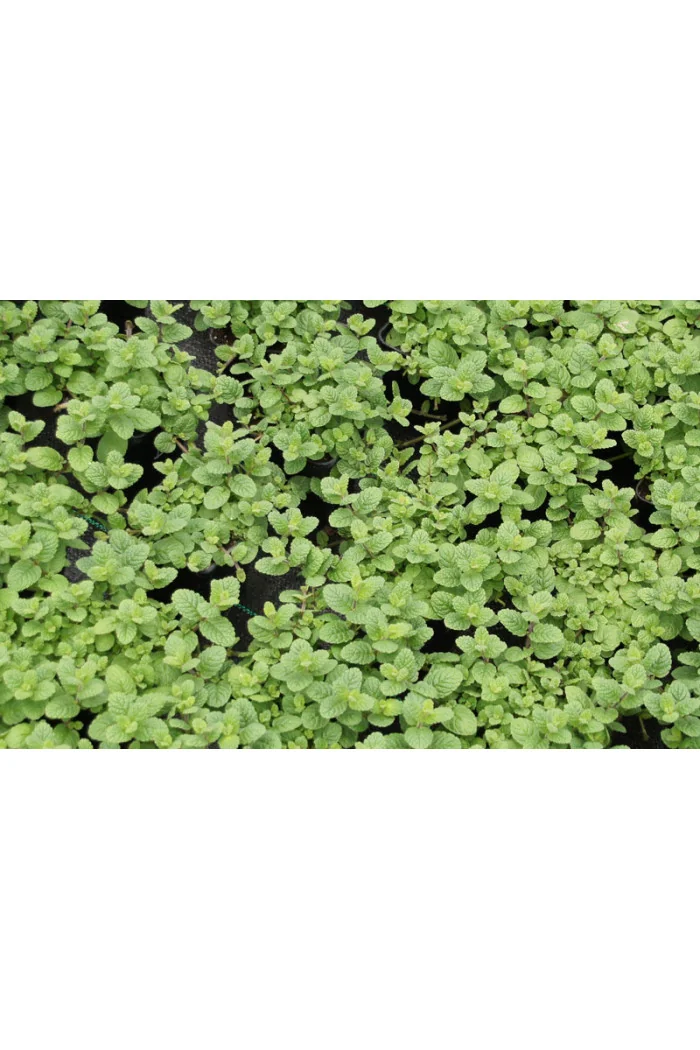 Mięta melonowa Mentha mela