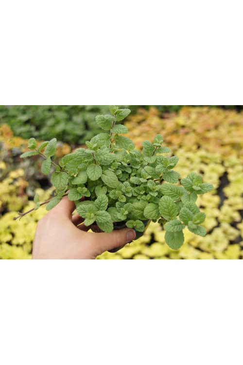 Mięta melonowa Mentha mela