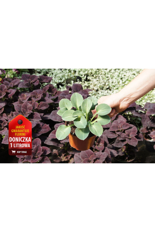 Funkia 'Blue Mouse Ears' | Hosta