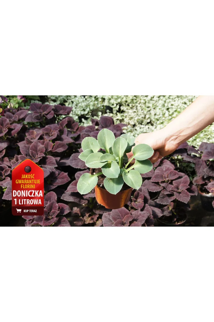 Funkia 'Blue Mouse Ears' | Hosta