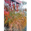 Miskant chiński 'Memory' | Miscanthus sinensis