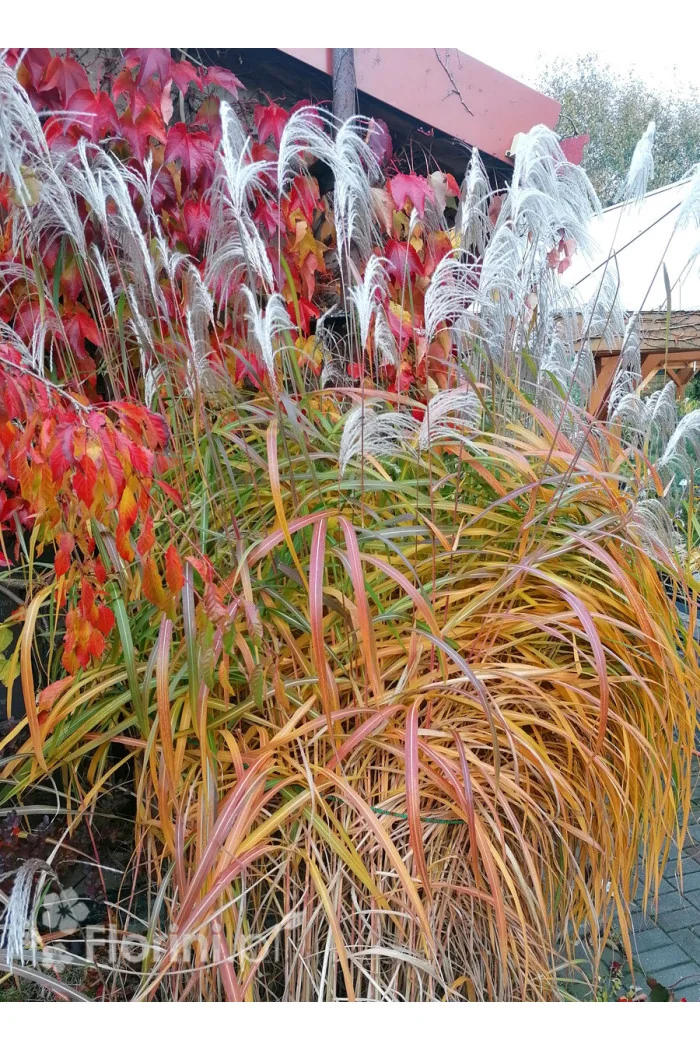 Miskant chiński 'Memory' | Miscanthus sinensis