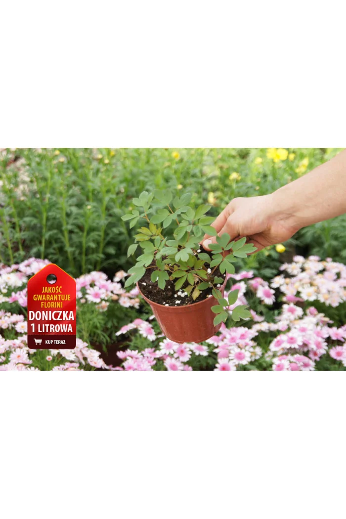 serduszka, serduszka valentine, dicentra valentine