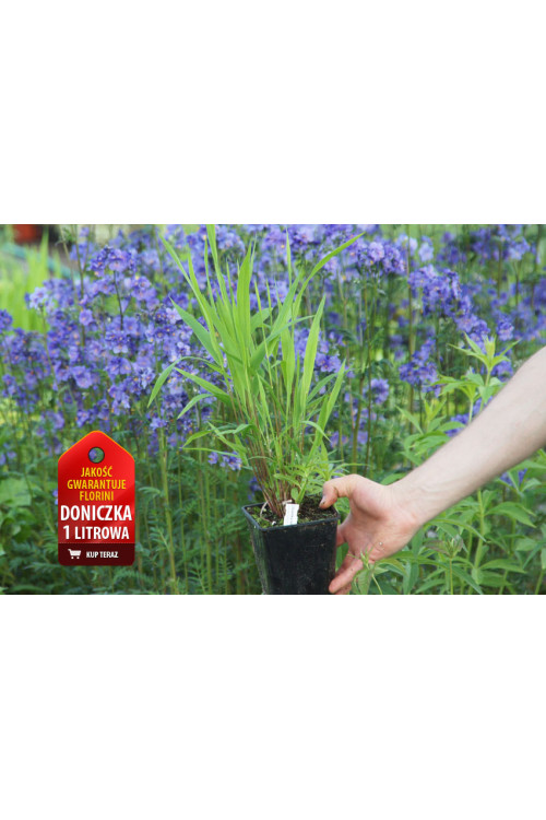 Obiedka szerokolistna | Uniola latifolia