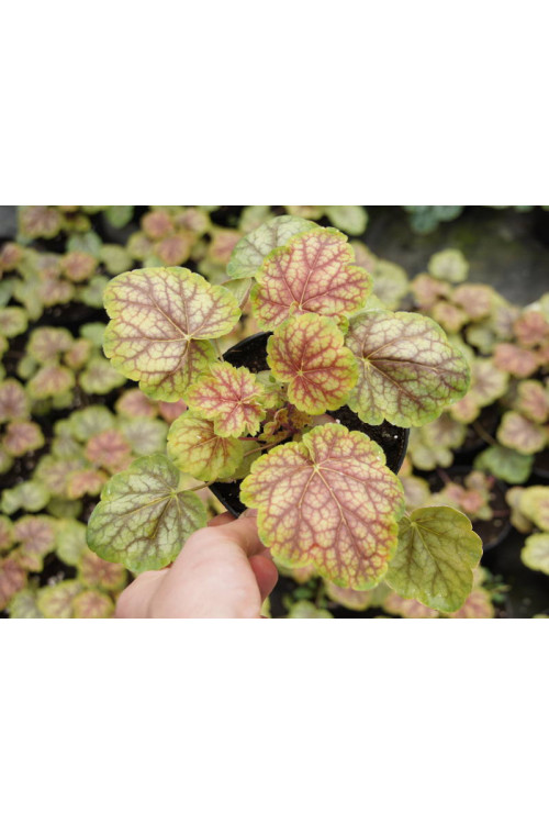 Żurawka 'Gauguin' Heuchera
