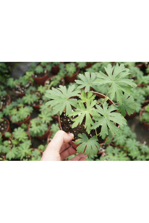 bodziszek, bodziszek plenum violaceum, bodziszek łąkowy