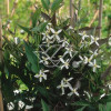 Powojnik prosty 'Rubrifolia' | Clematis recta