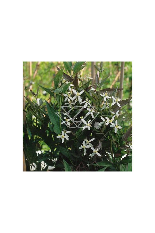 Powojnik prosty 'Rubrifolia' | Clematis recta