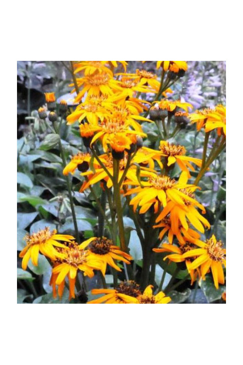 Języczka strzelista Ligularia stenocephala