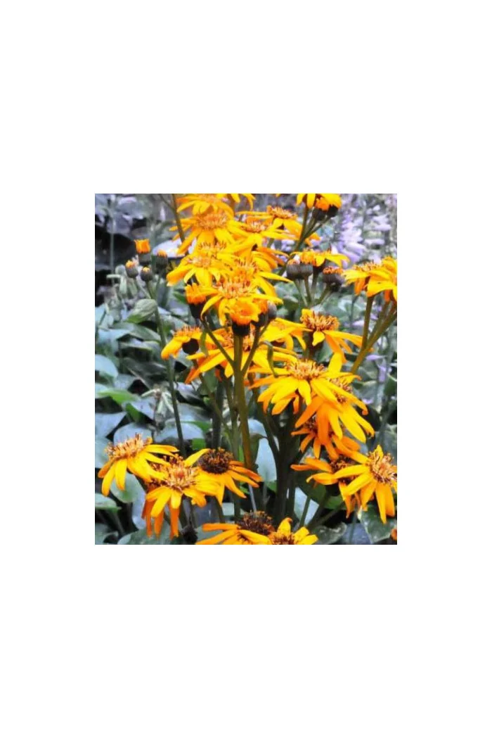 Języczka strzelista Ligularia stenocephala