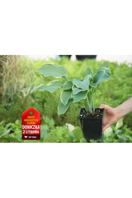 Funkia 'Regal Splendor' Hosta