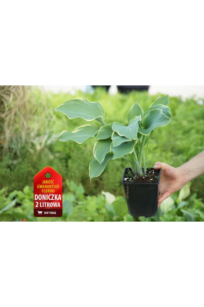 Funkia 'Regal Splendor' Hosta