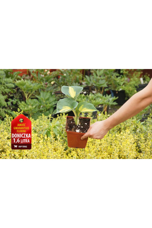 Funkia 'Dream Queen | 'Hosta