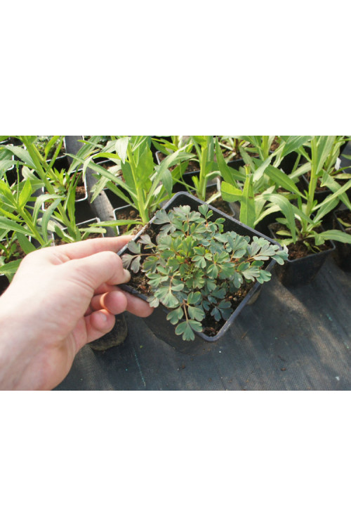 Kokorycz 'Blue Heron' Corydalis