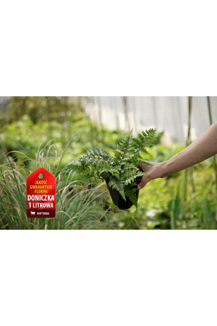 wietlica, wieltlica Metalicum Red Beauty