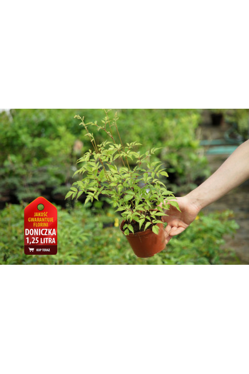 tawułka, tawułka arendsa, astilbe, astilbe arendsii, tawułka różowa, tawułka Calayeta