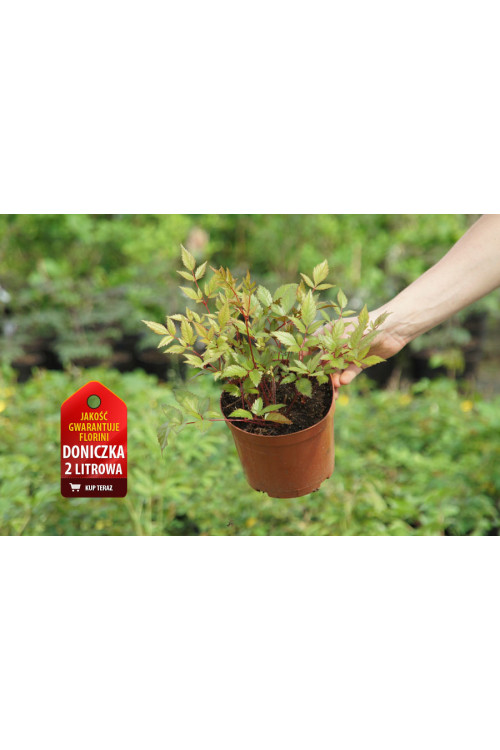 Tawułka japońska 'Montgomery' | Astilbe japonica