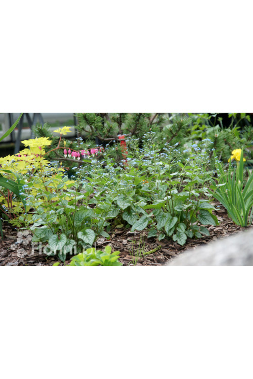 Brunnera 'Jack Frost' | Brunnera