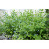 Brunnera wielkolistna | Brunnera macrophylla