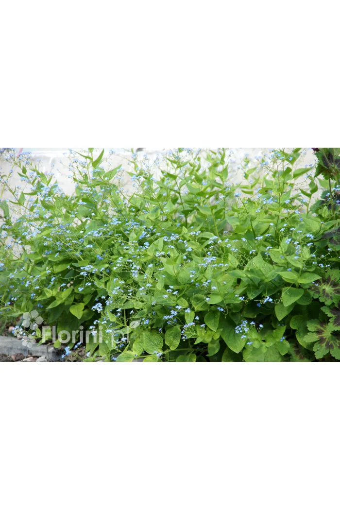 Brunnera wielkolistna | Brunnera macrophylla
