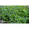 Brunnera wielkolistna | Brunnera macrophylla
