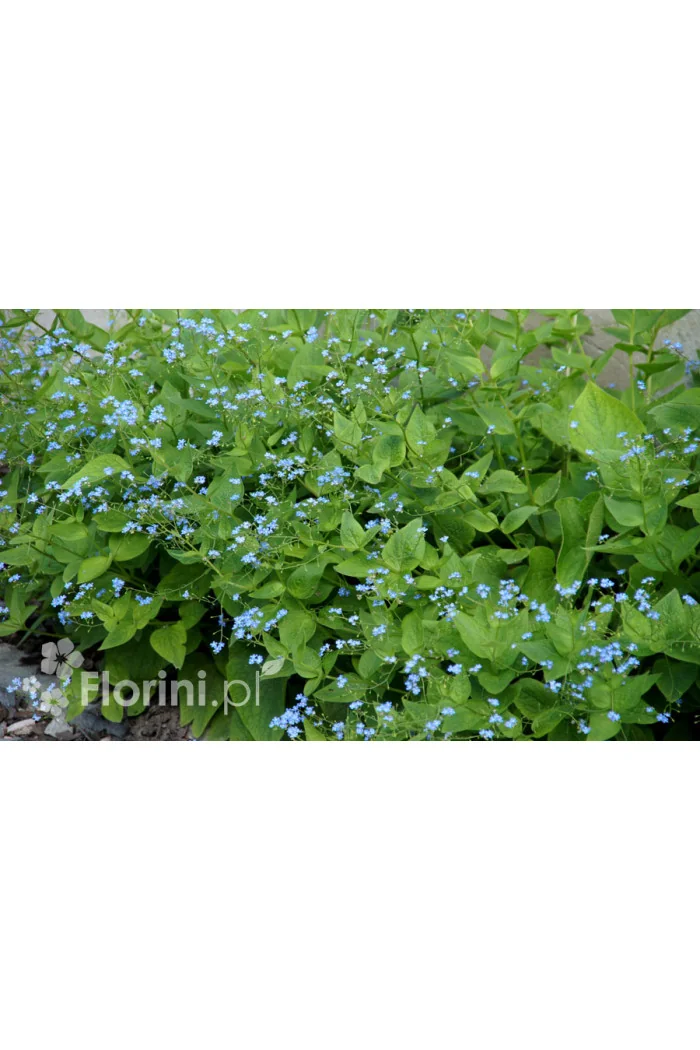 Brunnera wielkolistna | Brunnera macrophylla