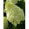 Hortensja bukietowa 'Polar Bear' | Hydrangea paniculata