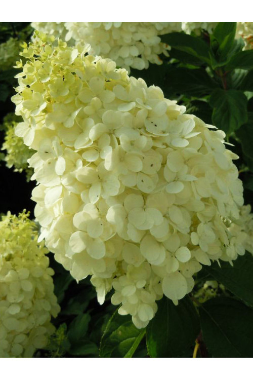 Hortensja bukietowa 'Polar Bear' | Hydrangea paniculata