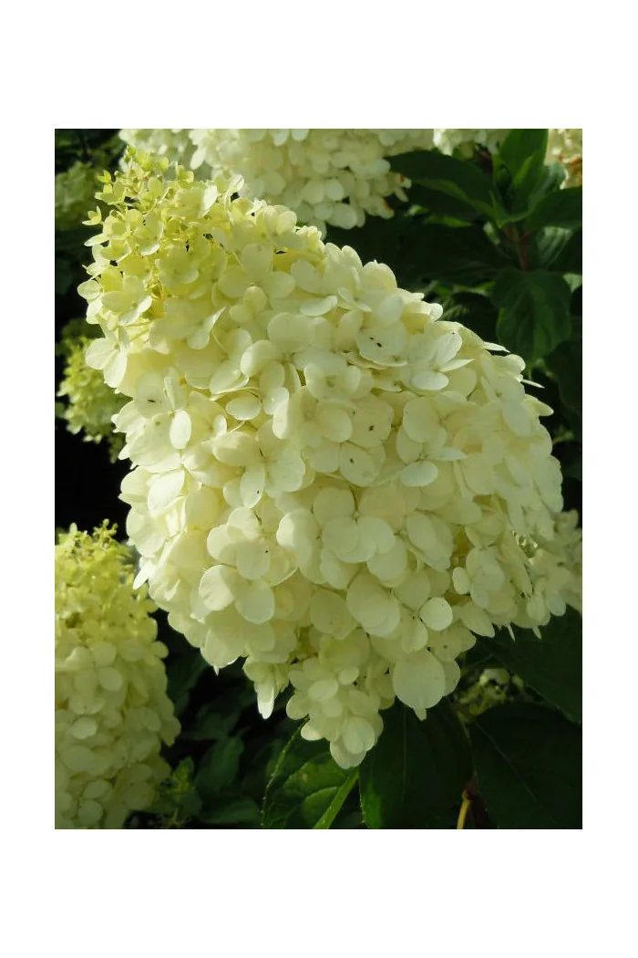 Hortensja bukietowa 'Polar Bear' | Hydrangea paniculata