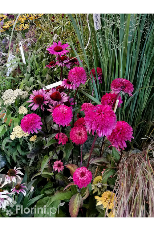 jeżówka, jeżówka Blackberry Truffle,echinacea, echinacea Blackberry Truffle