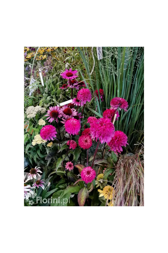 jeżówka, jeżówka Blackberry Truffle,echinacea, echinacea Blackberry Truffle