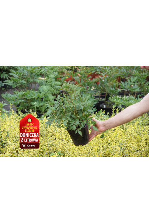 Tawułka arendsa 'Flamingo' | Astilbe arendsii