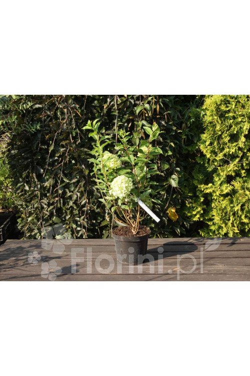 Hortensja bukietowa 'Little Lime' | Hydrangea paniculata