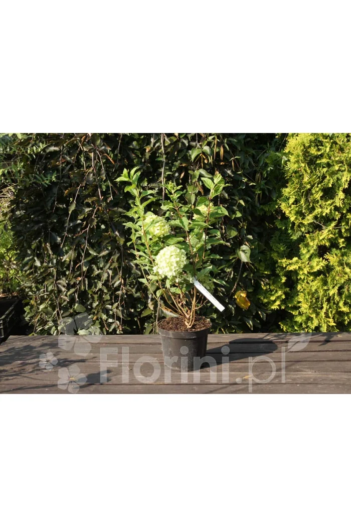 Hortensja bukietowa 'Little Lime' | Hydrangea paniculata