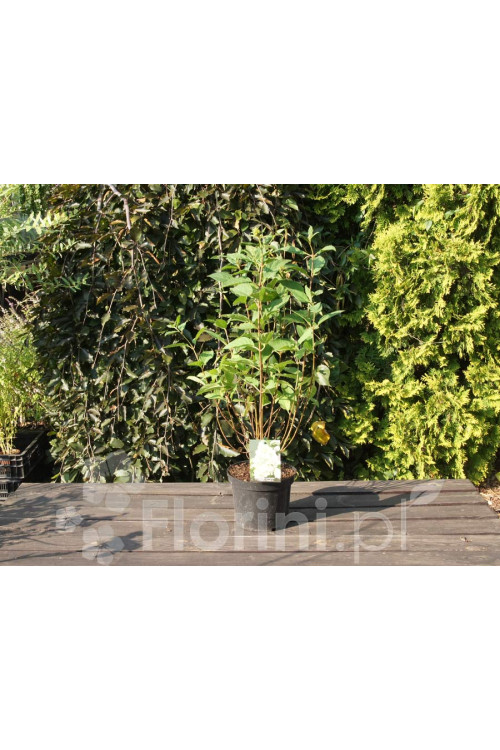 Hortensja bukietowa 'Phantom' Hydrangea paniculata