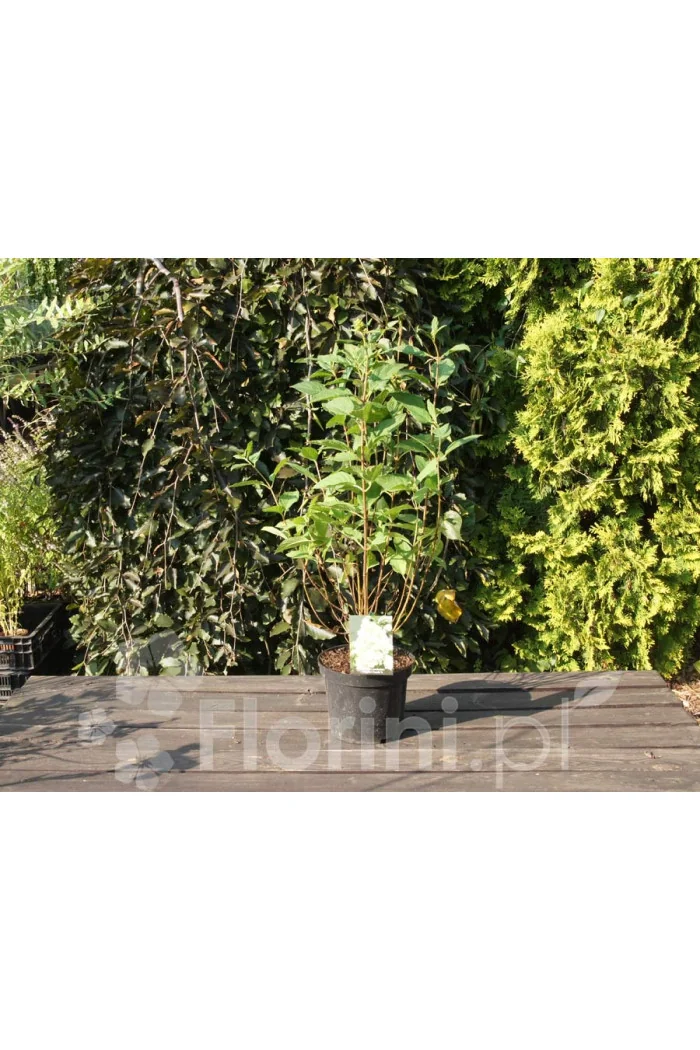 Hortensja bukietowa 'Phantom' Hydrangea paniculata