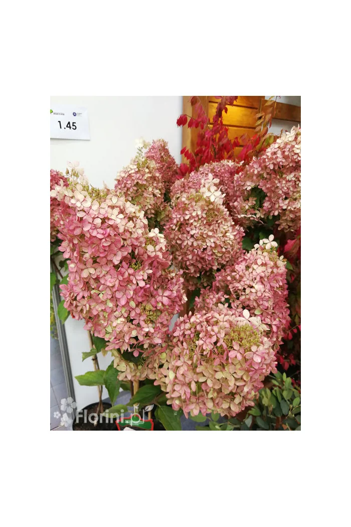 Hortensja bukietowa 'Vanille-Fraise' | Hydrangea paniculata